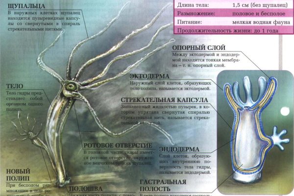 Зайти на кракен через браузер