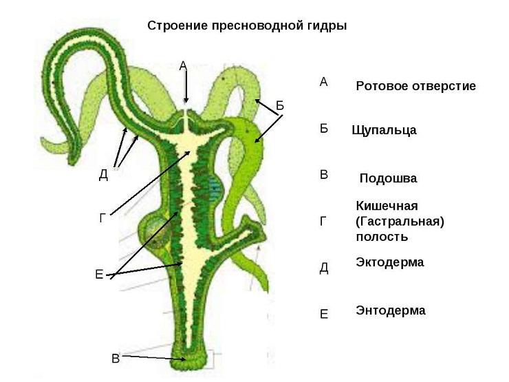 Где найти ссылку на кракен